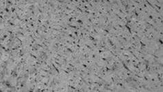 Activated Carbon in Gold Recovery high quality